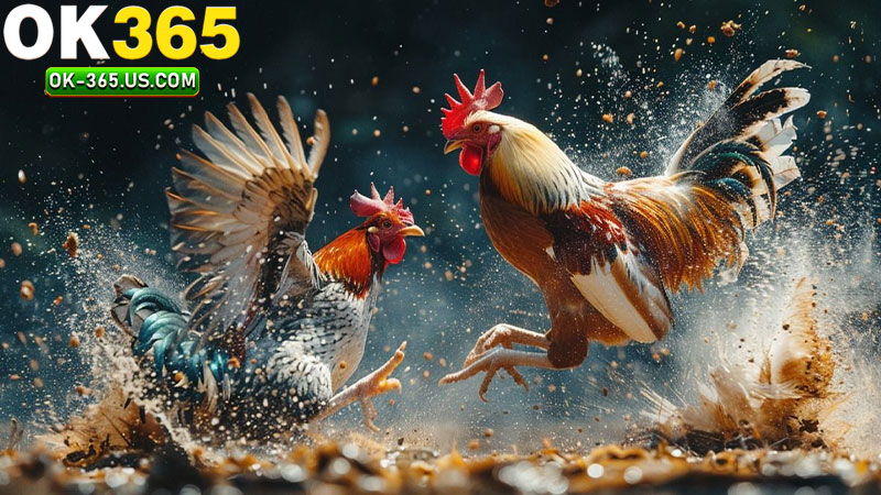 Ok365 đá gà trực tiếp